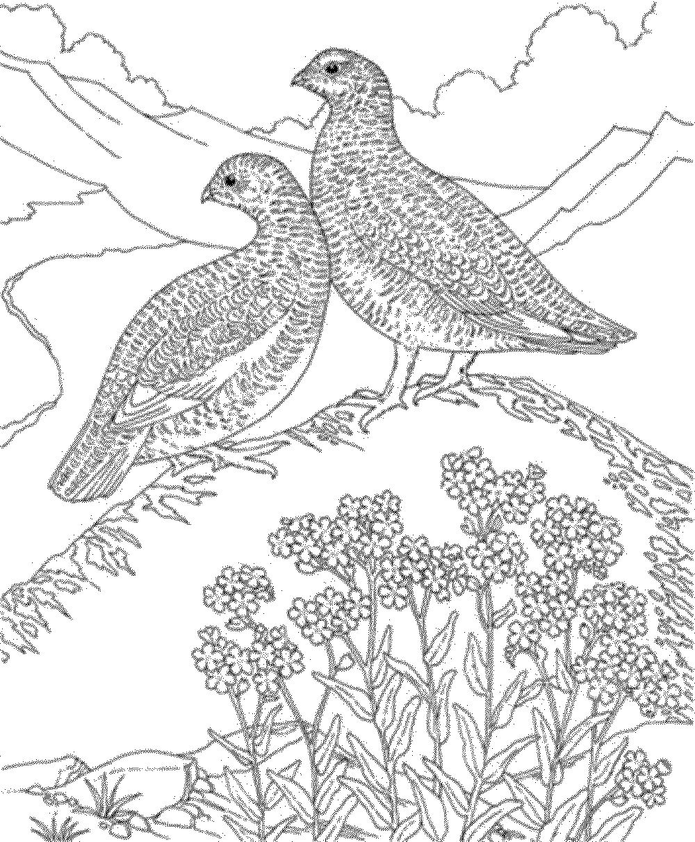 1000x1211 Couple Realistic Birds Coloring Pages