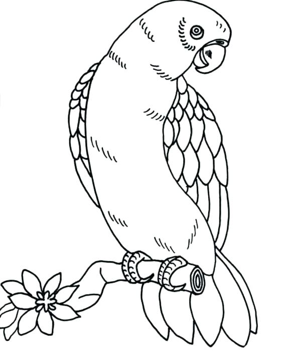 580x698 Realistic Bird Coloring Pages Bird Coloring Book Together