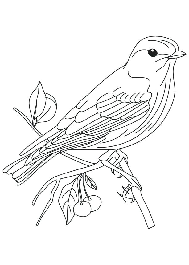 613x860 Realistic Bird Coloring Pages Blue Bird Cartoon Coloring Pages