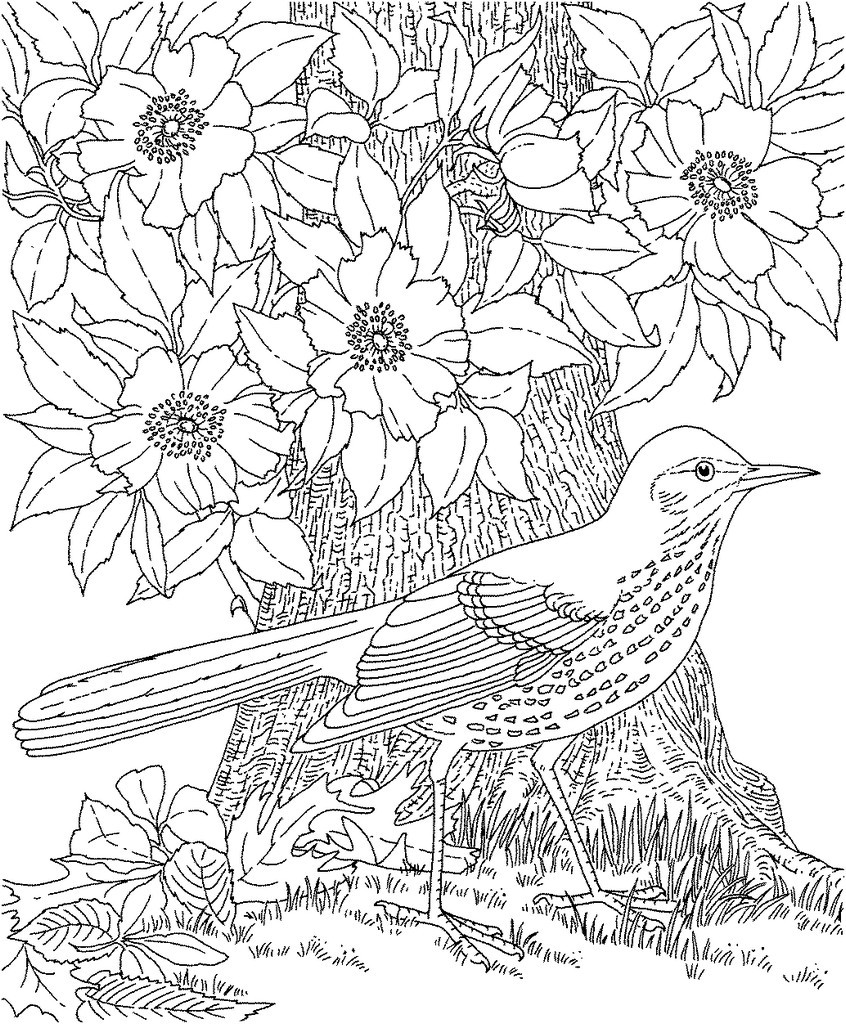 846x1024 Realistic Bird Coloring Pages For Adults Best Of Birds Adult
