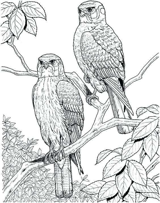 564x714 Realistic Bird Coloring Pages Print Coloring Realistic Bird Pages