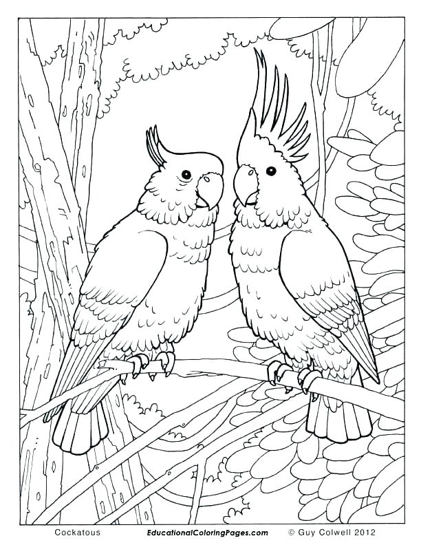 612x792 Robin Bird Coloring Pages Baby Bird Coloring Page Robin Bird
