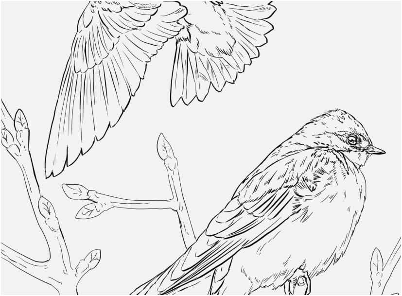 827x609 The Right Pictures Bird Coloring Pages For Adults Spectacular