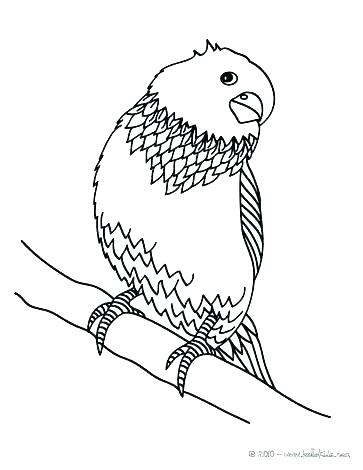 363x470 Coloring Picture Of Bird