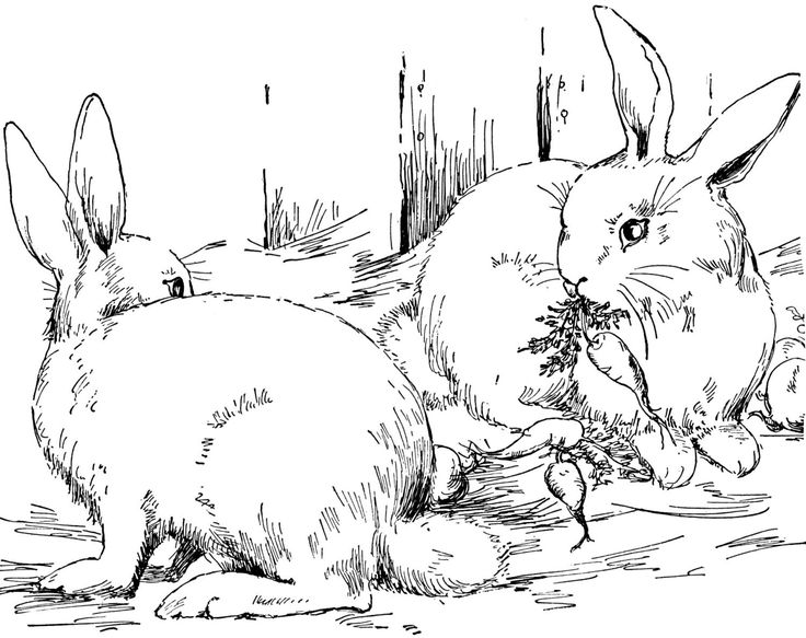 736x583 936 Best Moonlight And Hares Konijntjes Images