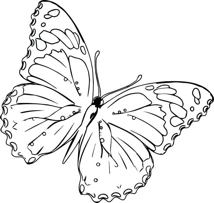 728x690 Butterfly Coloring Pages Images Realistic To Print Free Up View