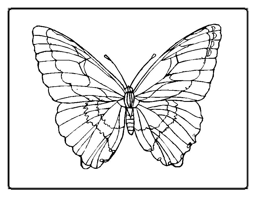 869x671 Butterfly Coloring Pages The Sun Flower Pages