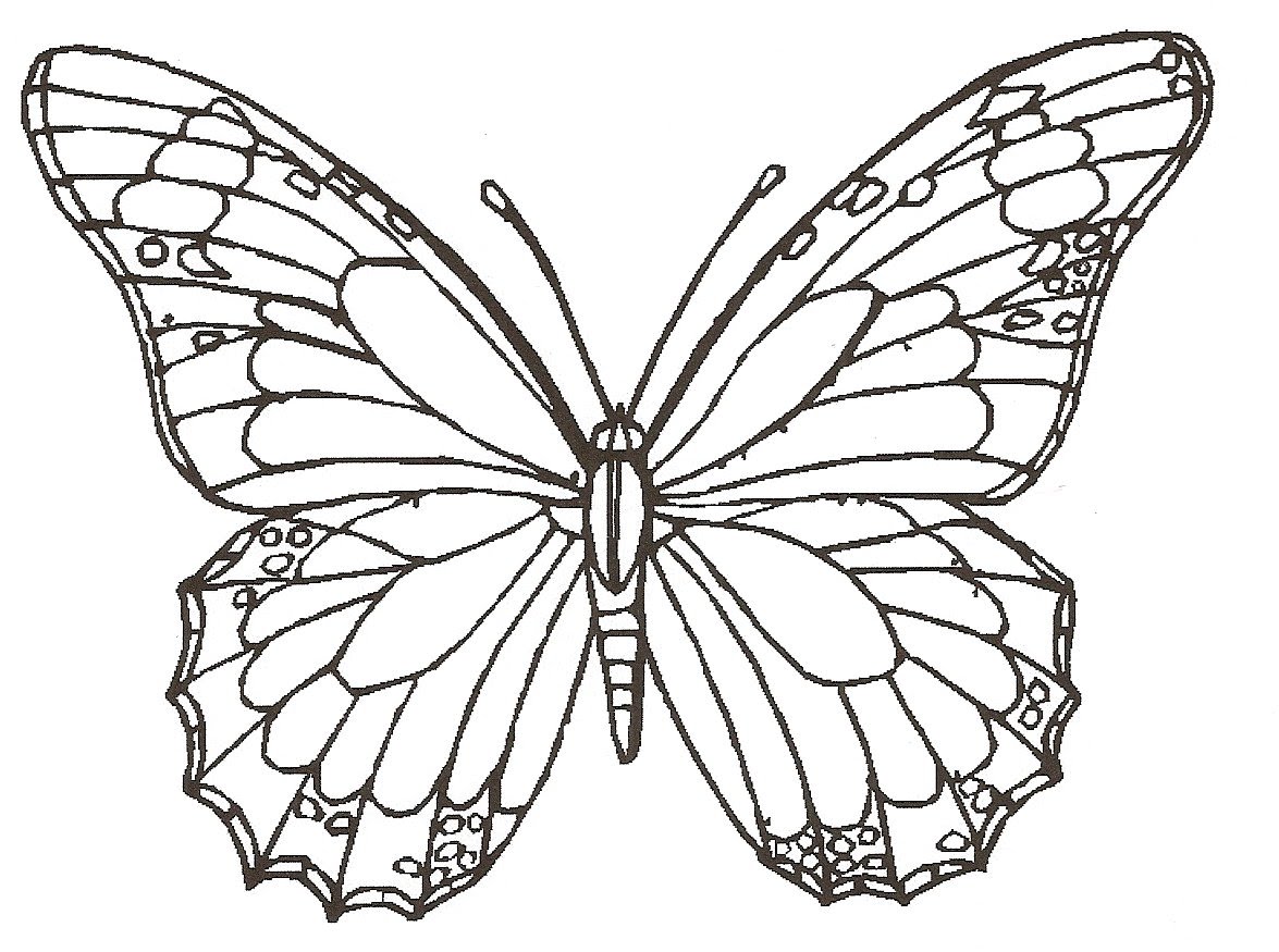 1175x875 Realistic Butterfly And Flower Drawing