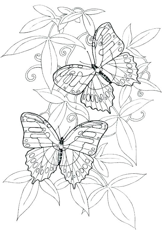 537x760 Realistic Flower Coloring Pages Be Flower Coloring Pages Realistic