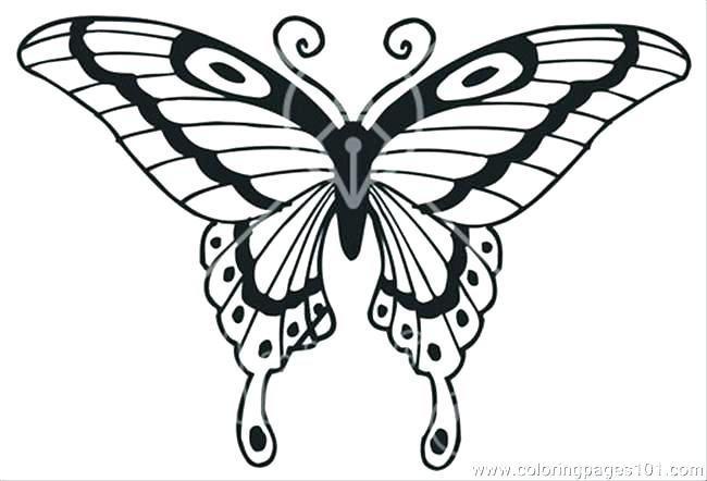 650x442 Butterfly Coloring Page Printable Fresh Realistic Butterfly