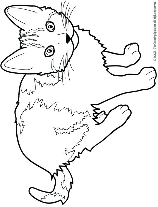 540x706 Cats Coloring Pages Realistic Cat Coloring Page Printable Coloring