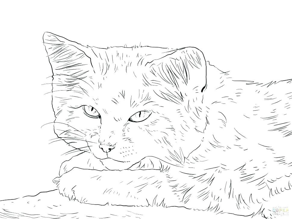 970x728 Realistic Big Cat Coloring Pages Color Printable Help