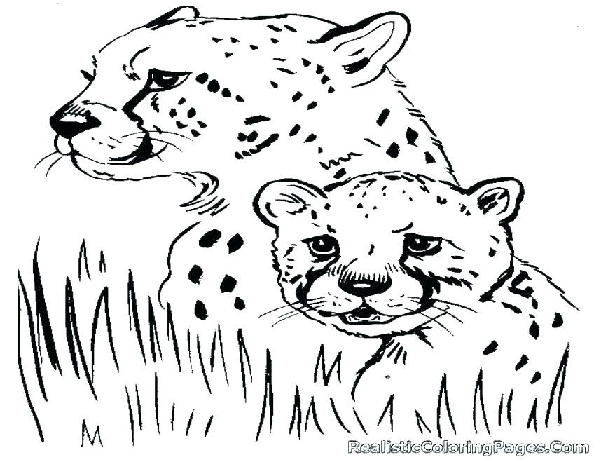 878x659 Cheetah Coloring Pages Cheetah Coloring Pages Printable Real