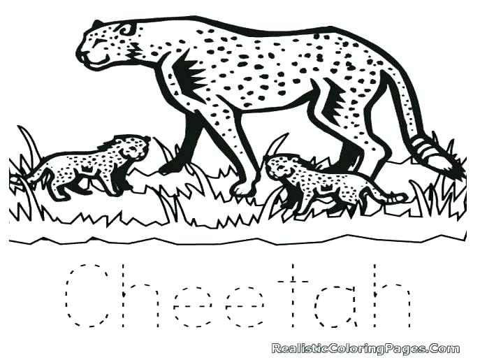 687x515 Cheetah Coloring Pages Realistic Cheetah Coloring Pages