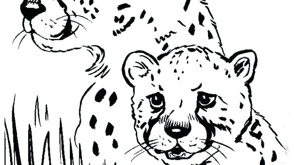 585x329 Cheetah Coloring Pages Realistic Cheetah Coloring Pages Fresh