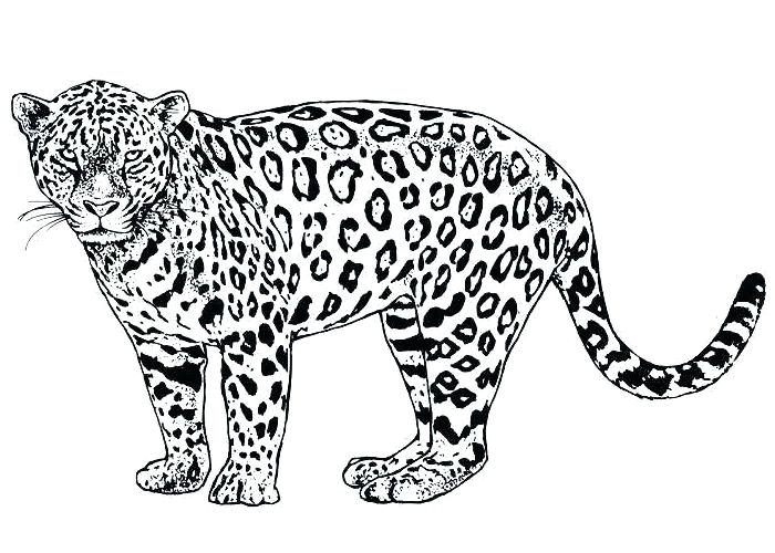 700x500 Cheetah Color Mutations Kids Coloring Cheetah Coloring Pages