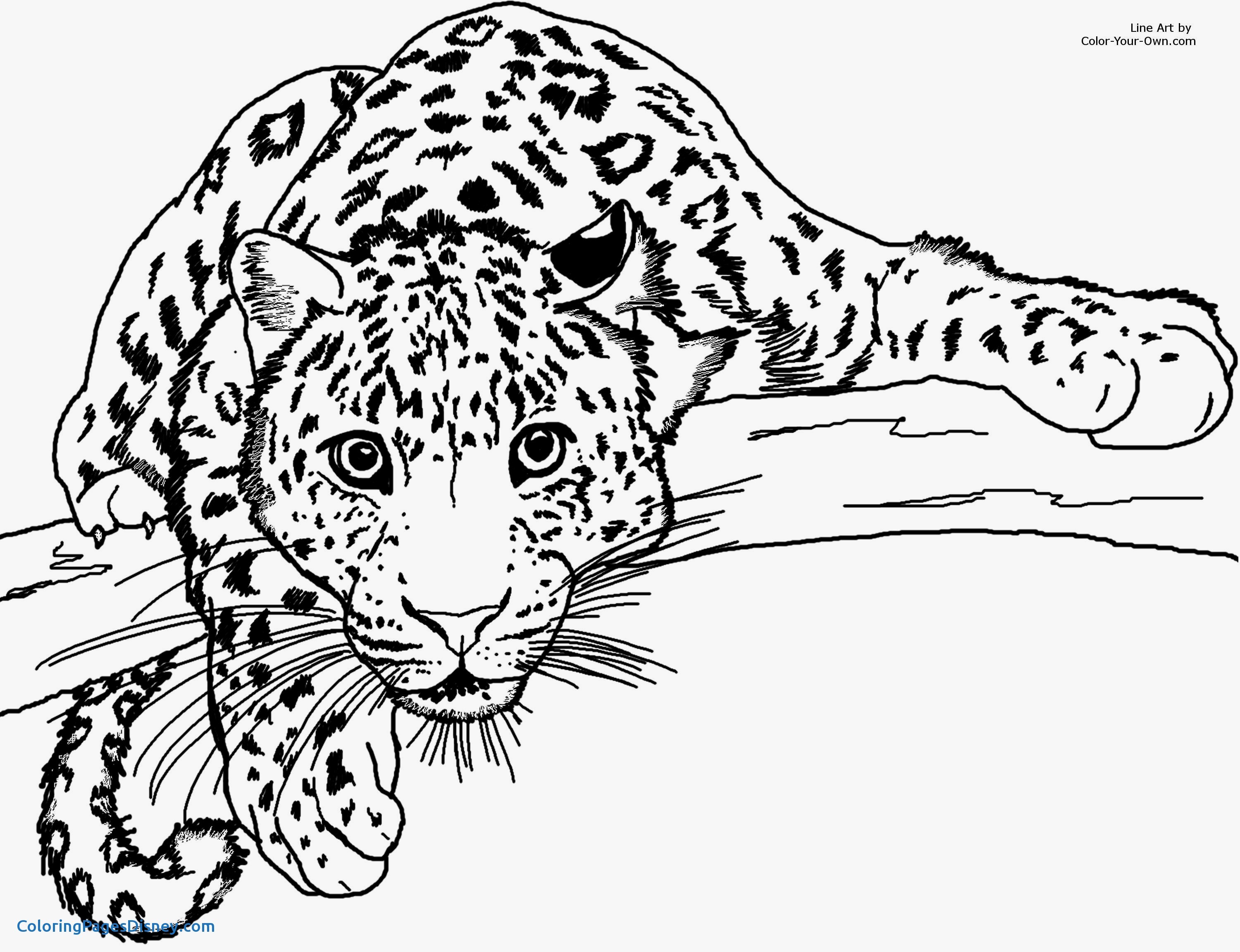 3000x2304 Fresh Cheetah Coloring Pages