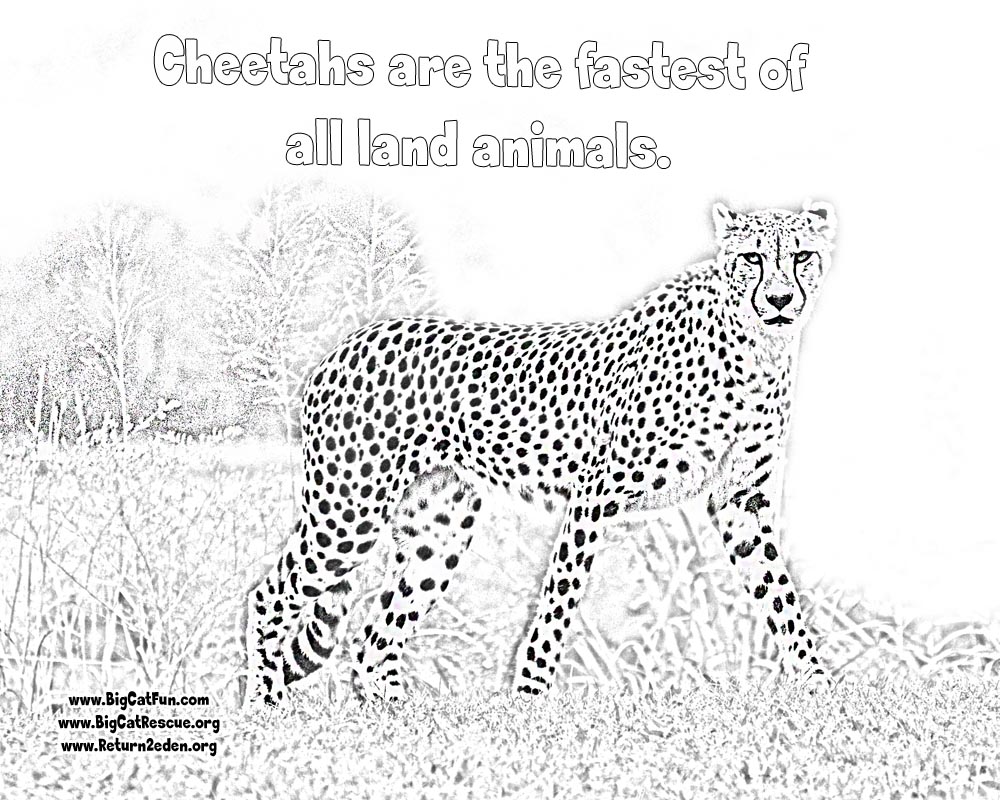 1000x800 Online Cheetah Coloring Pages Lexilu Cheetahs