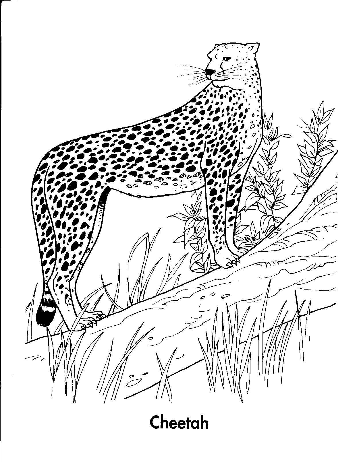 1250x1610 Realistic Cheetah Coloring Pages Beautiful Cheetah Coloring Pages
