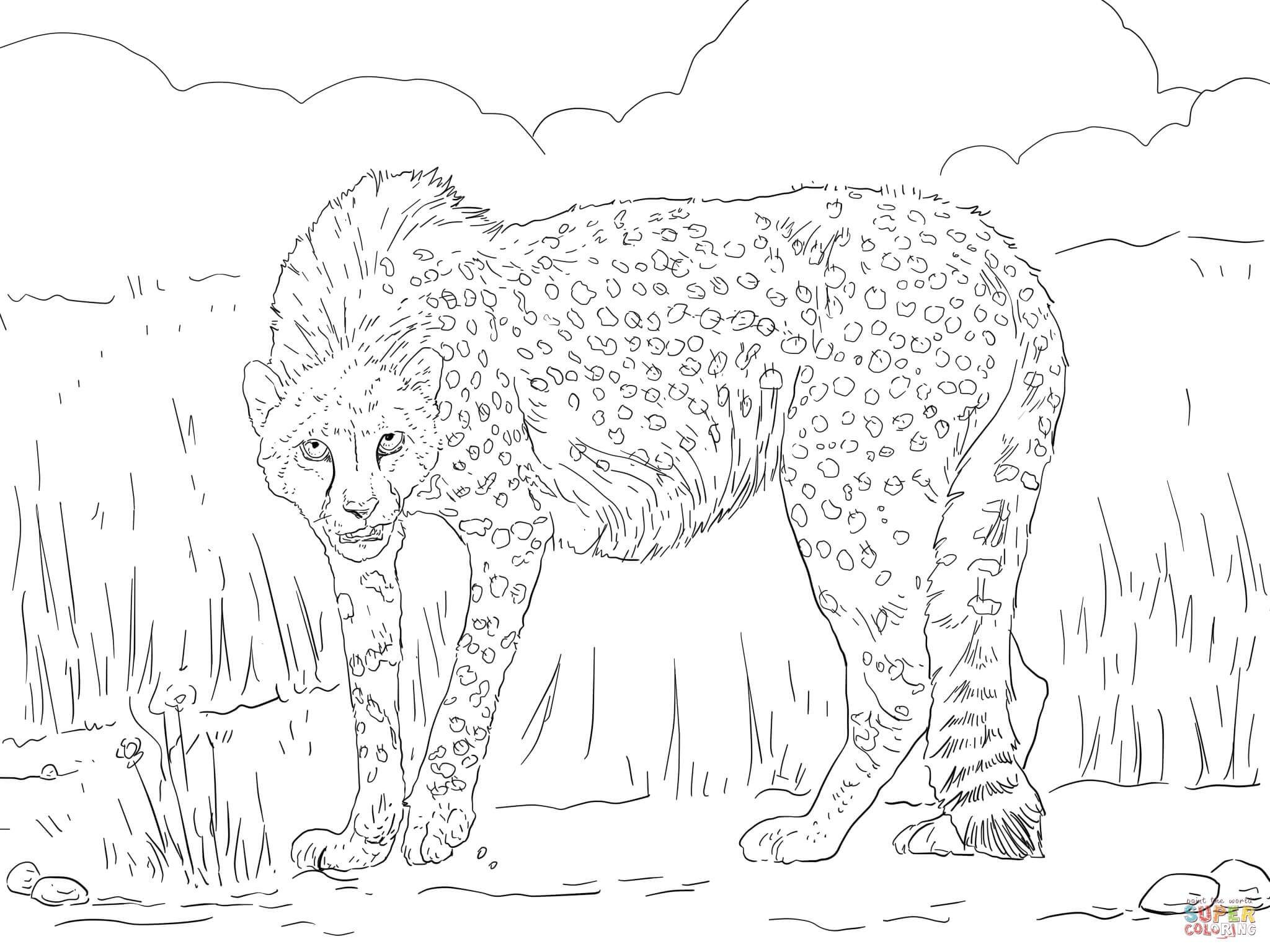 2048x1536 Realistic Cheetah Coloring Pages Best Of Asiatic Cheetah Coloring