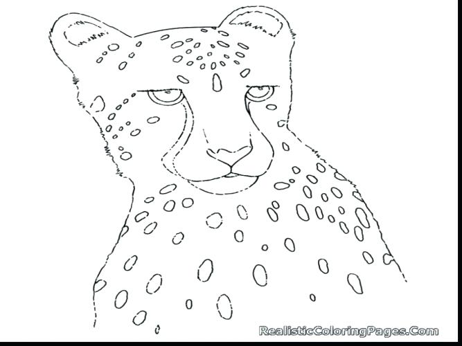 667x500 Cheetah Coloring Page Cheetah Coloring Pages To Print Cheetah