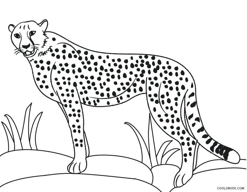 820x636 Realistic Cheetah Coloring Pages Cheetah Color Page Real Cheetah
