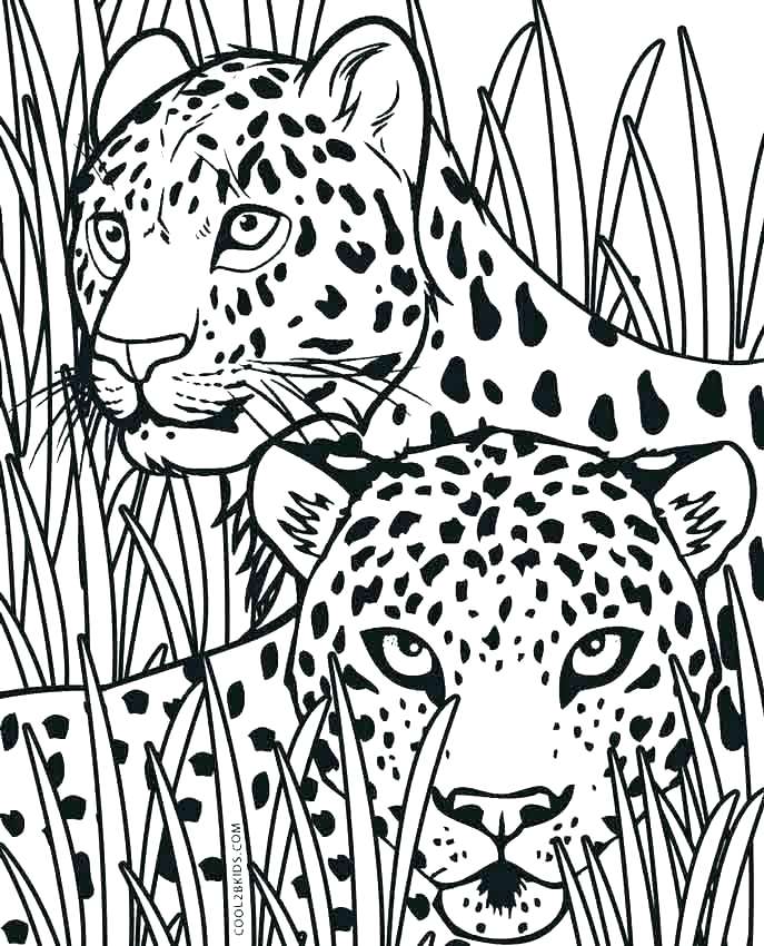 687x850 Realistic Cheetah Coloring Pages Cheetah Coloring Pages Cheetah
