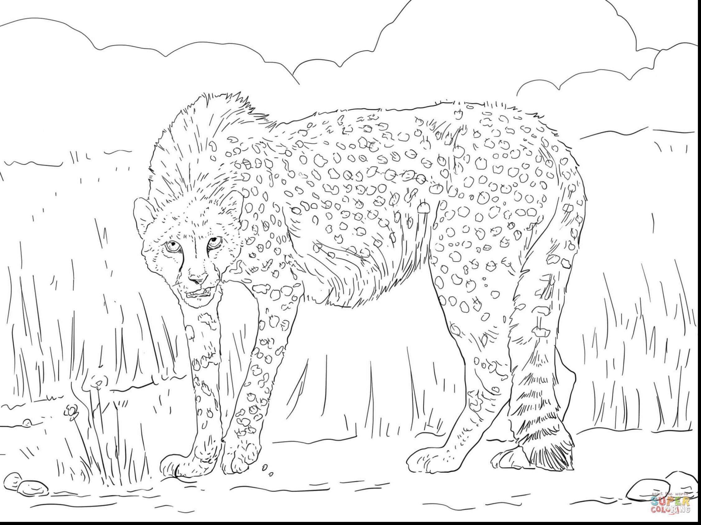 2252x1689 Unbelievable Baby Cheetah Coloring Sheets Of Animals Printable