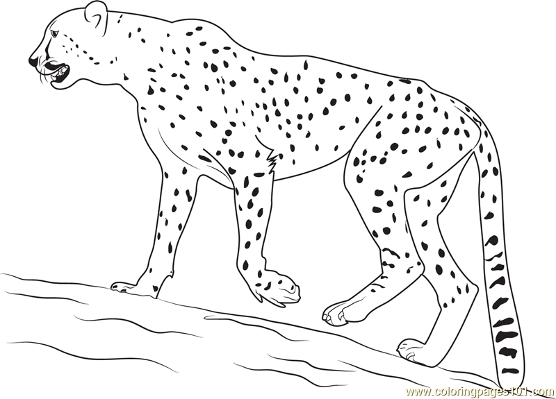 800x575 Walking Cheetah Coloring Page