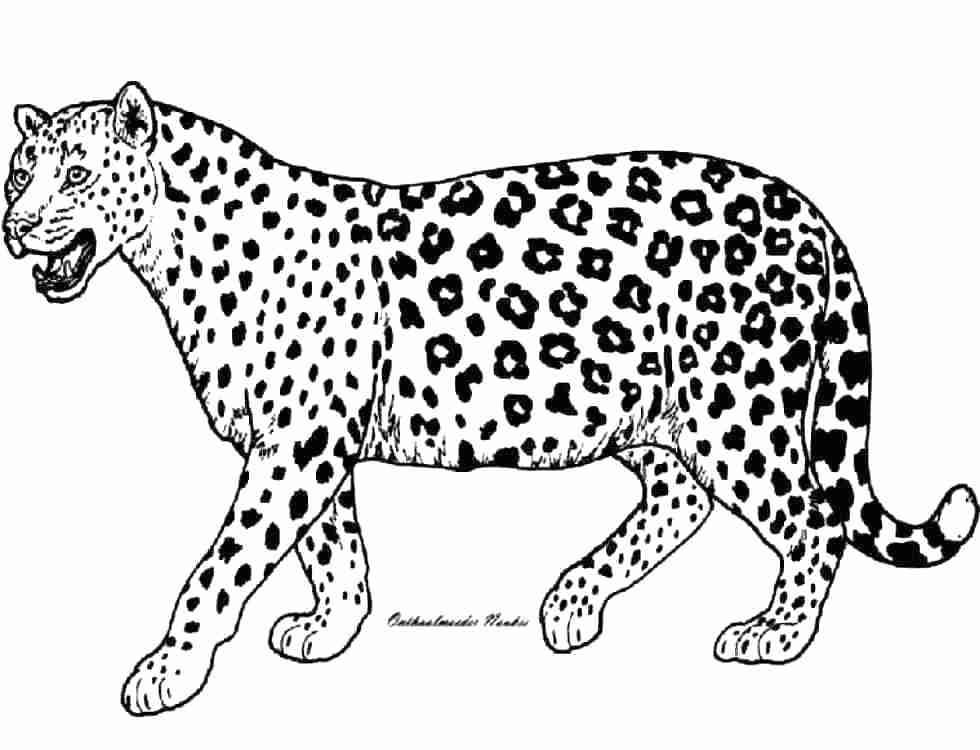 980x750 Cheetah Coloring Pages To Print Shippa.co