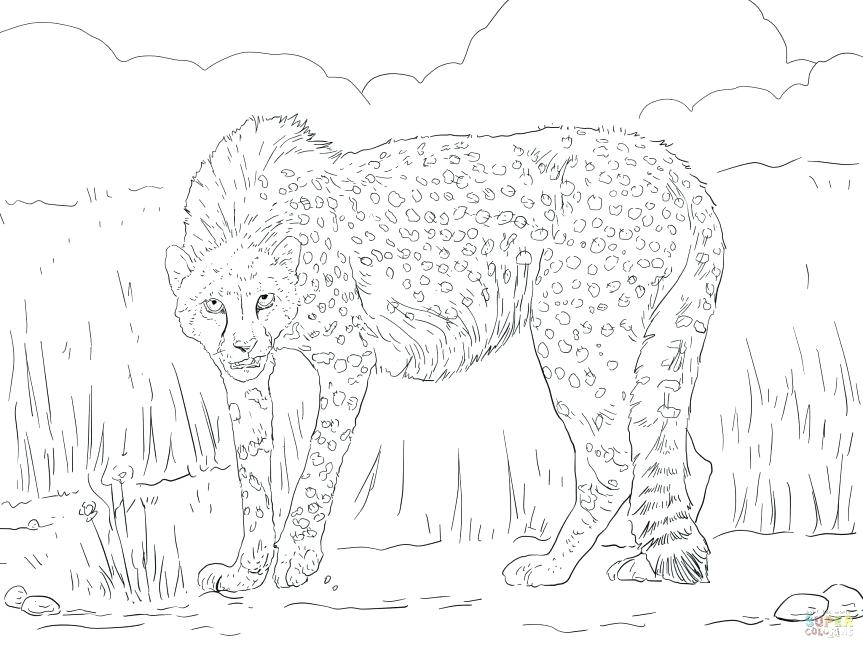 863x647 Cheetah Coloring Pages Cheetah Color Page Real Cheetah Coloring