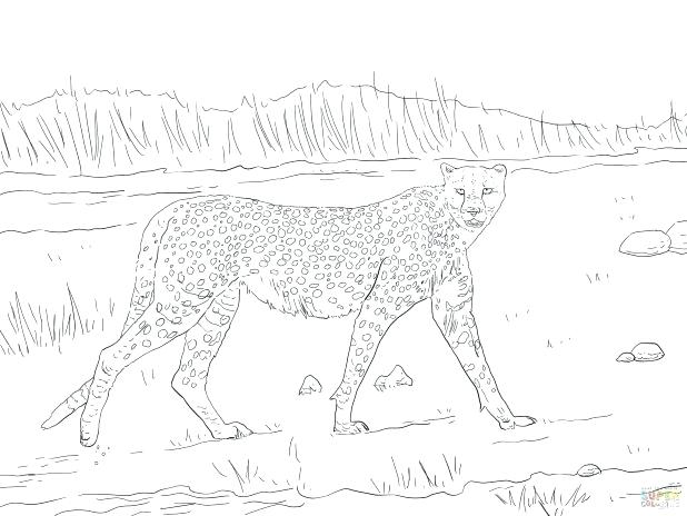 618x464 Cheetah Coloring Pages Cheetah Coloring Page Running Cheetah