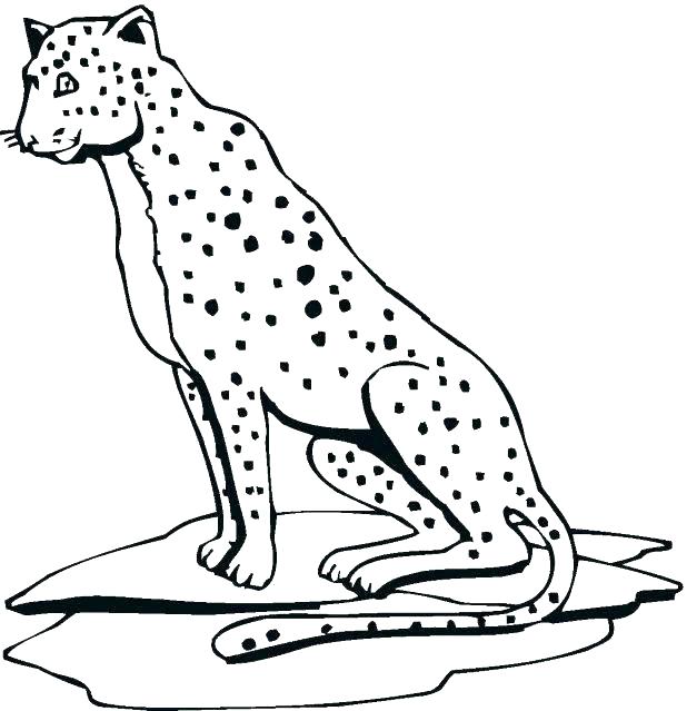 618x639 Cheetah Coloring Pages Cheetah Coloring Pages Cheetah Coloring
