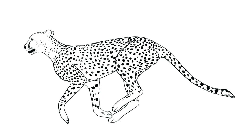 1024x563 Cheetah Coloring Pages Cheetah Coloring Pages For Kids Cute