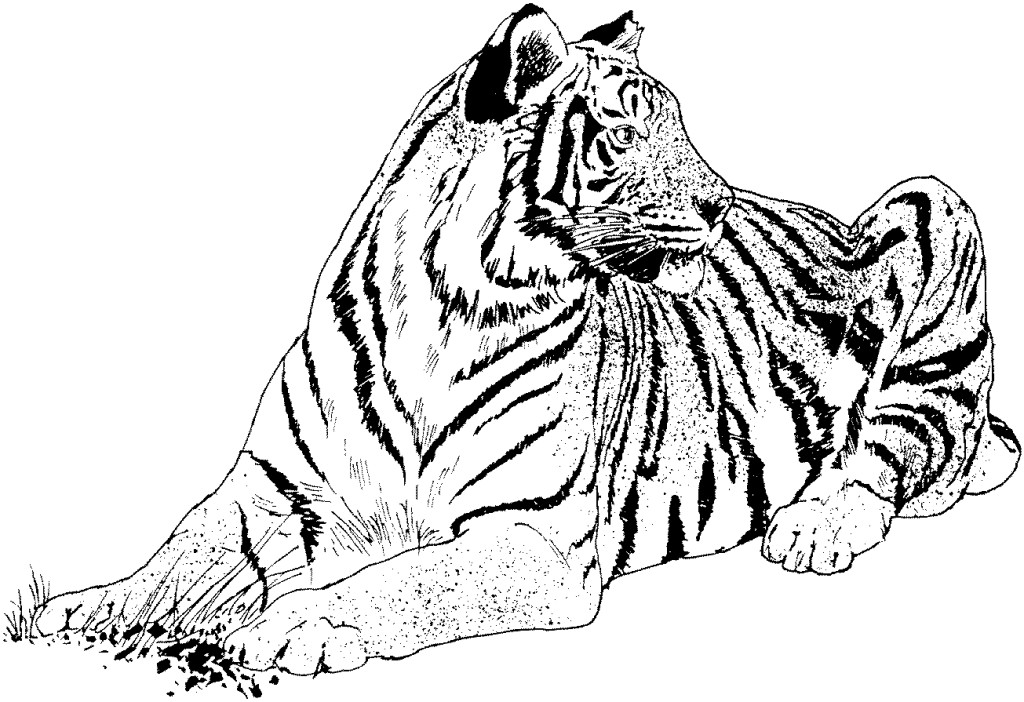 1024x702 Realistic Coloring Pages Horse Coloring Pages Realistic
