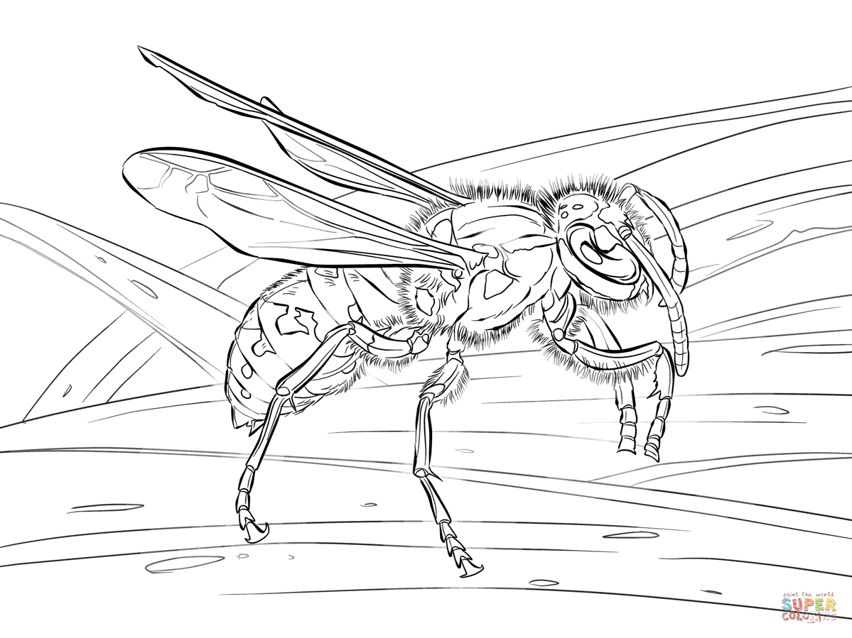 1199x899 Realistic Coloring Pages Realistic European Wasp Coloring Pages