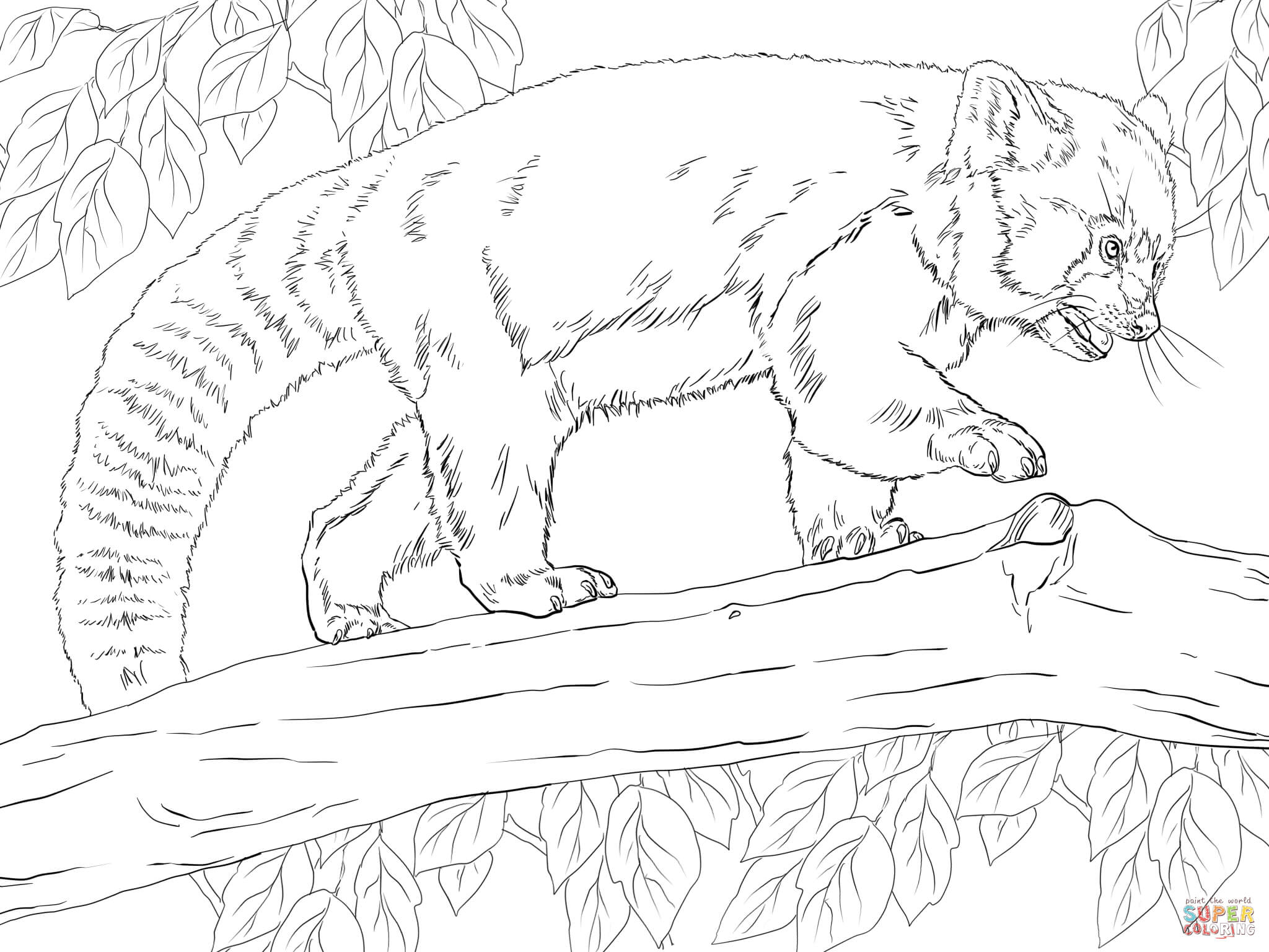 2048x1536 Realistic Red Panda Coloring Page Free Printable Coloring Pages