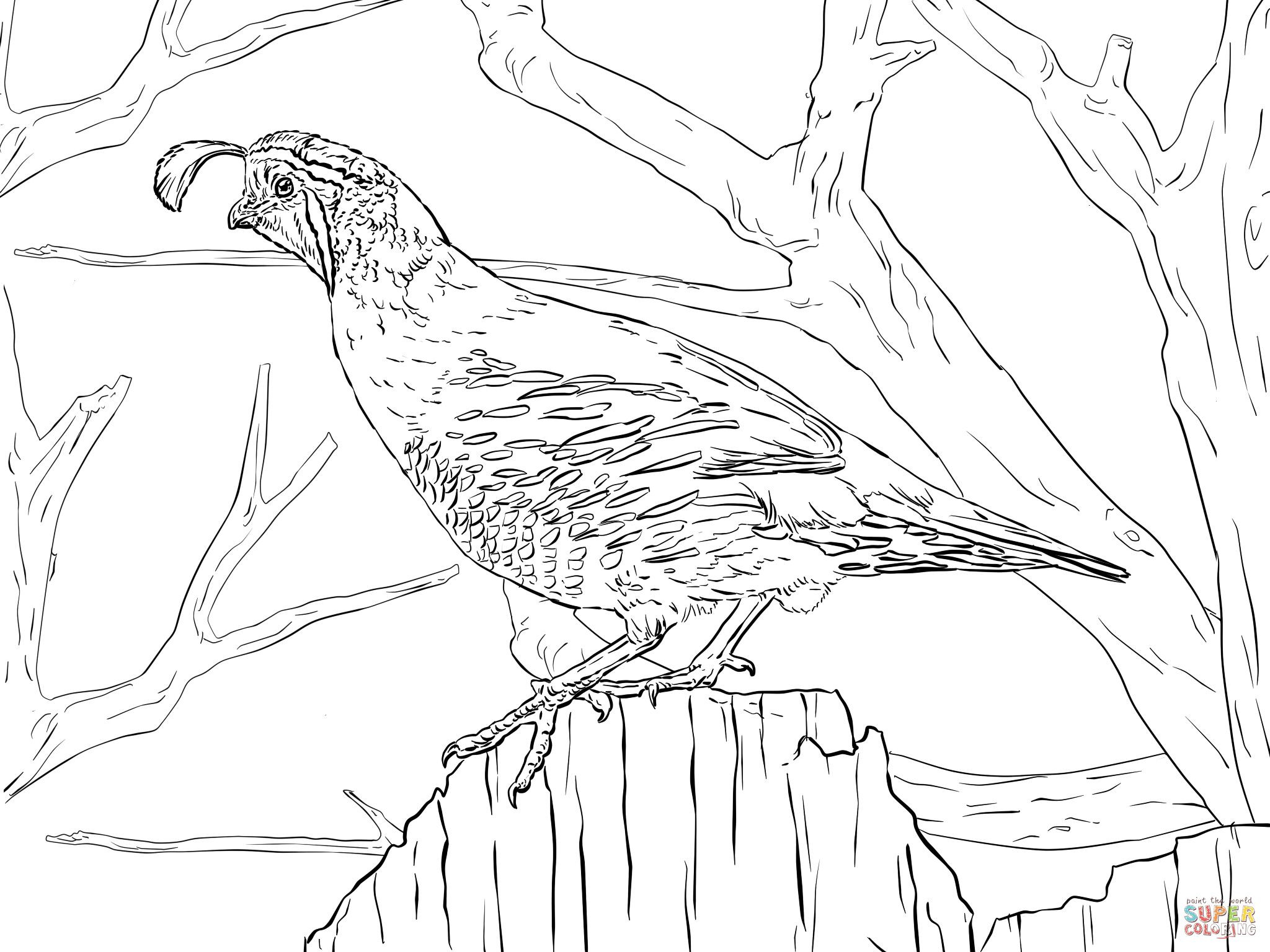 2048x1536 Coloring Pages Quail Best Of Realistic Coloring Image