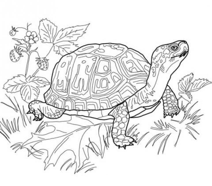 Realistic Coloring Pages for Adults