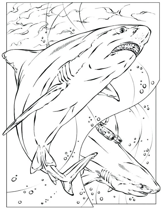 567x730 Coloring Pages Animals Realistic
