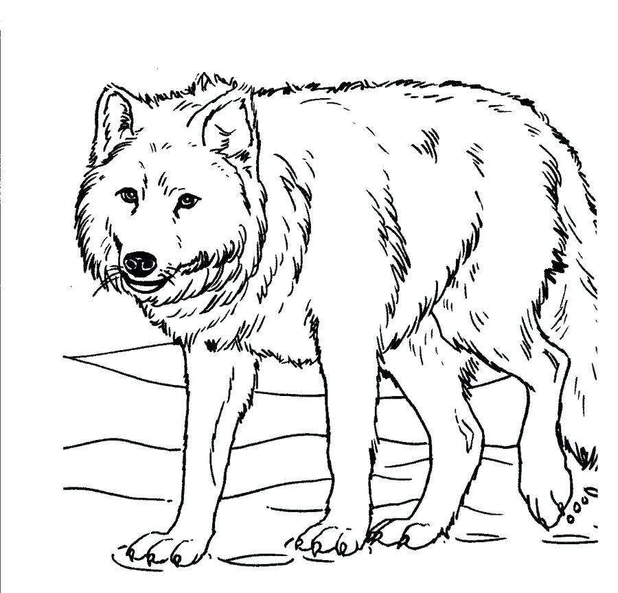 900x864 Realistic Wolf Coloring Pages Angry Wolf Coloring Pages Print Free
