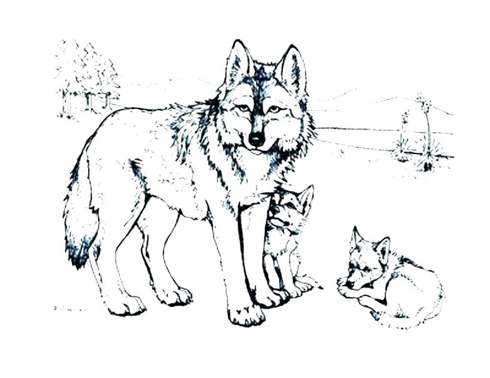 1000x773 Coloring Pages Wolves Shippa.co