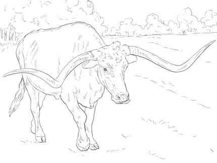 Realistic Cow Coloring Pages