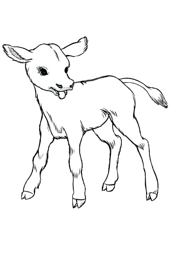 600x828 Realistic Drawing Of Cow Coloring Page Realistic Drawing Of Cow