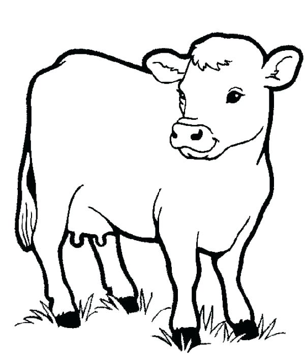 600x707 Awesome Cow Coloring Sheet Gallery Printable Coloring Pages
