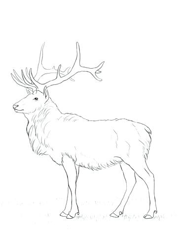 361x480 Deer Coloring Pages Download Coloring Pages Animals Little Cute