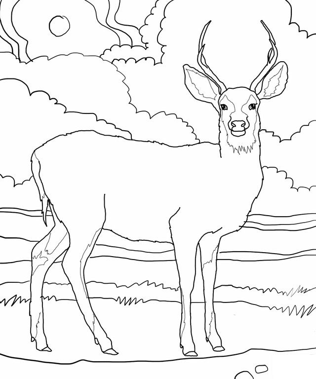 640x768 Free Printable Deer Coloring Pages For Kids Pergamino, Viejitos