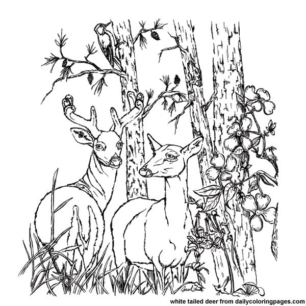600x600 70 Best Coloring Images On Print Coloring Pages