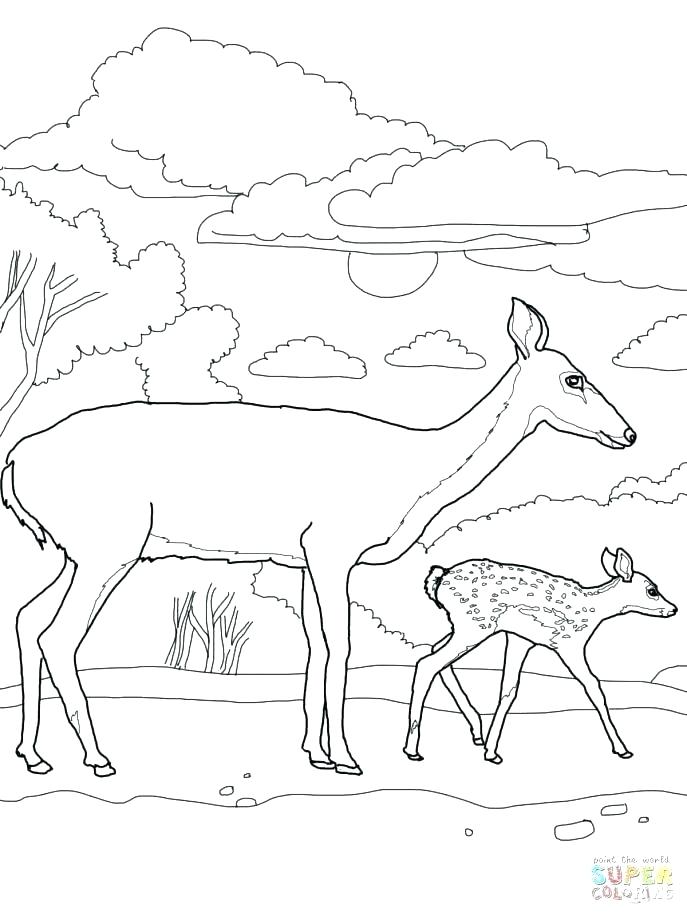 687x916 Whitetail Deer Coloring Pages Coloring Pages Deer Whitetail Deer