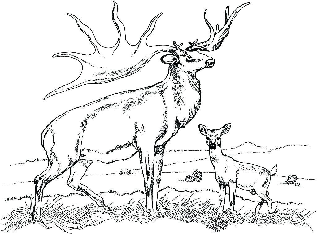 1024x756 Whitetail Deer Coloring Pages Deer Coloring Page Realistic